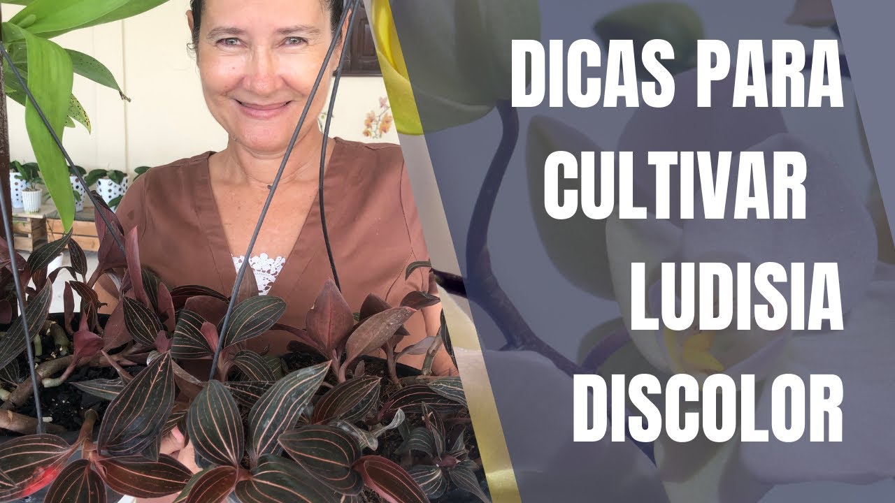 DICAS de cultivo e replante de orquidea LUDISIA DISCOLOR.