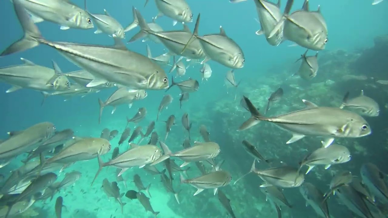 Komodo Freediving Liveaboard Trip