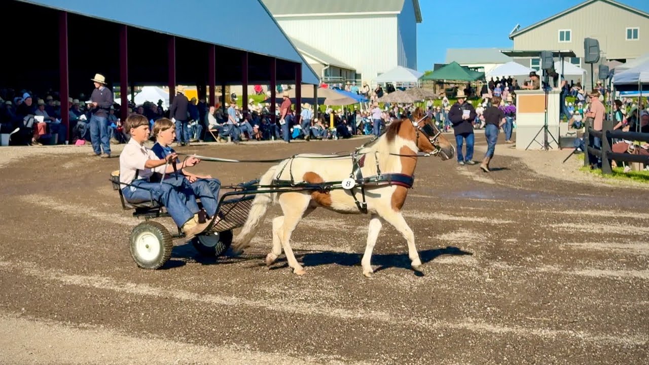 Amish Pony Auction, Skilled Amish Children Drivers!