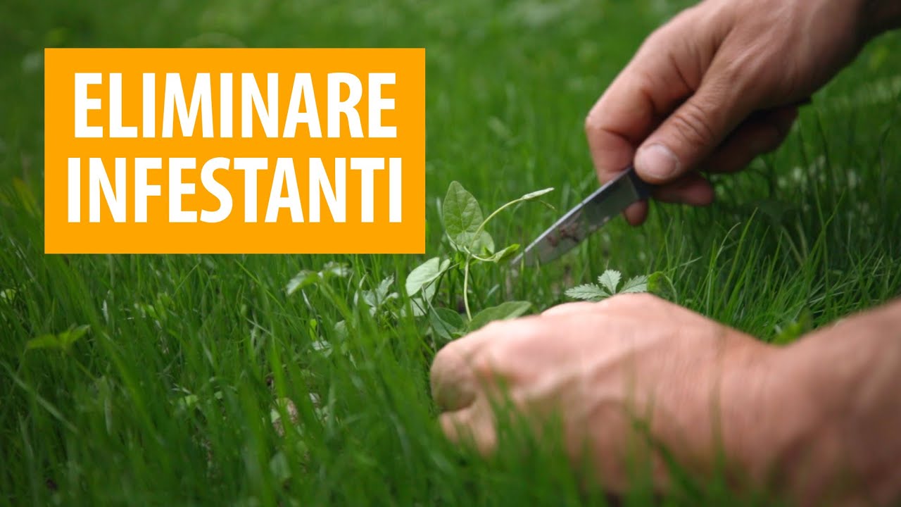 COME ELIMINARE LE INFESTANTI IN UN PRATO APPENA SEMINATO