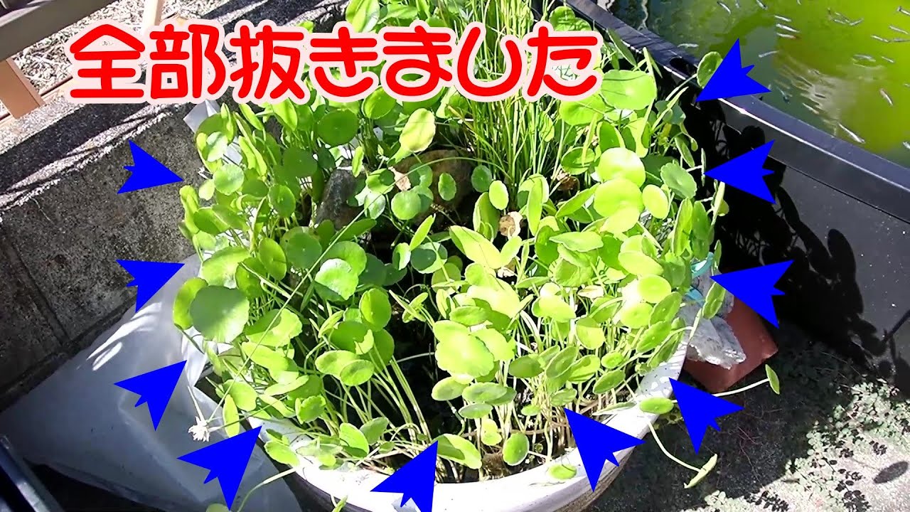 メダカのビオトープがウォーターコインに占領されていたので、解放しました。