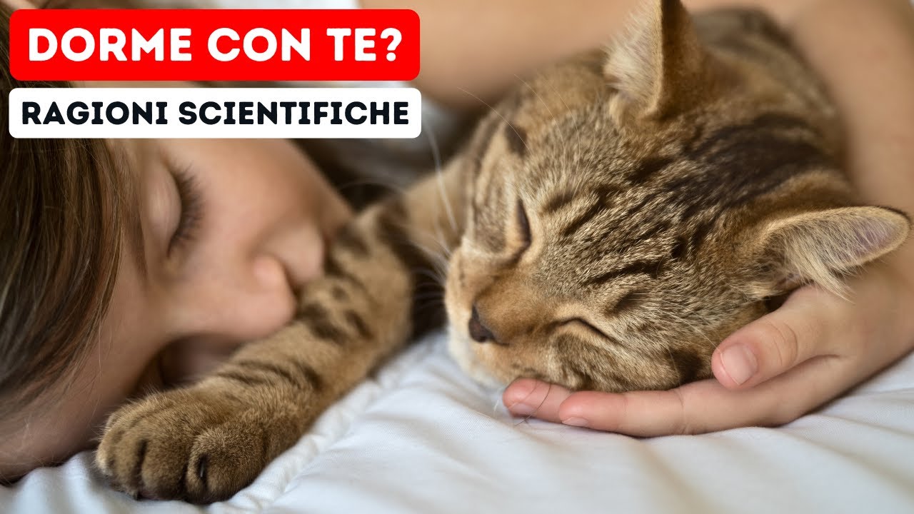 10 Ragioni Scientifiche del perché il tuo Gatto Dorme con Te!