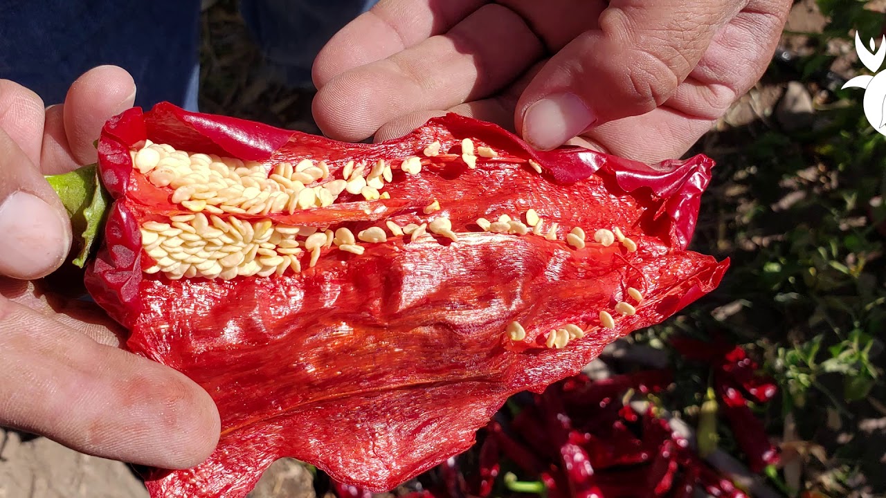 Altos rendimientos con algas marinas en cultivo de paprika 🌶️ - Parte  3