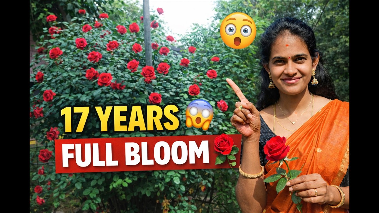 Idhukku vayasu 17 😍 Rose garden vlog #gardening #roseplantgrowingtips  #gardeningvideos #tamilvlog