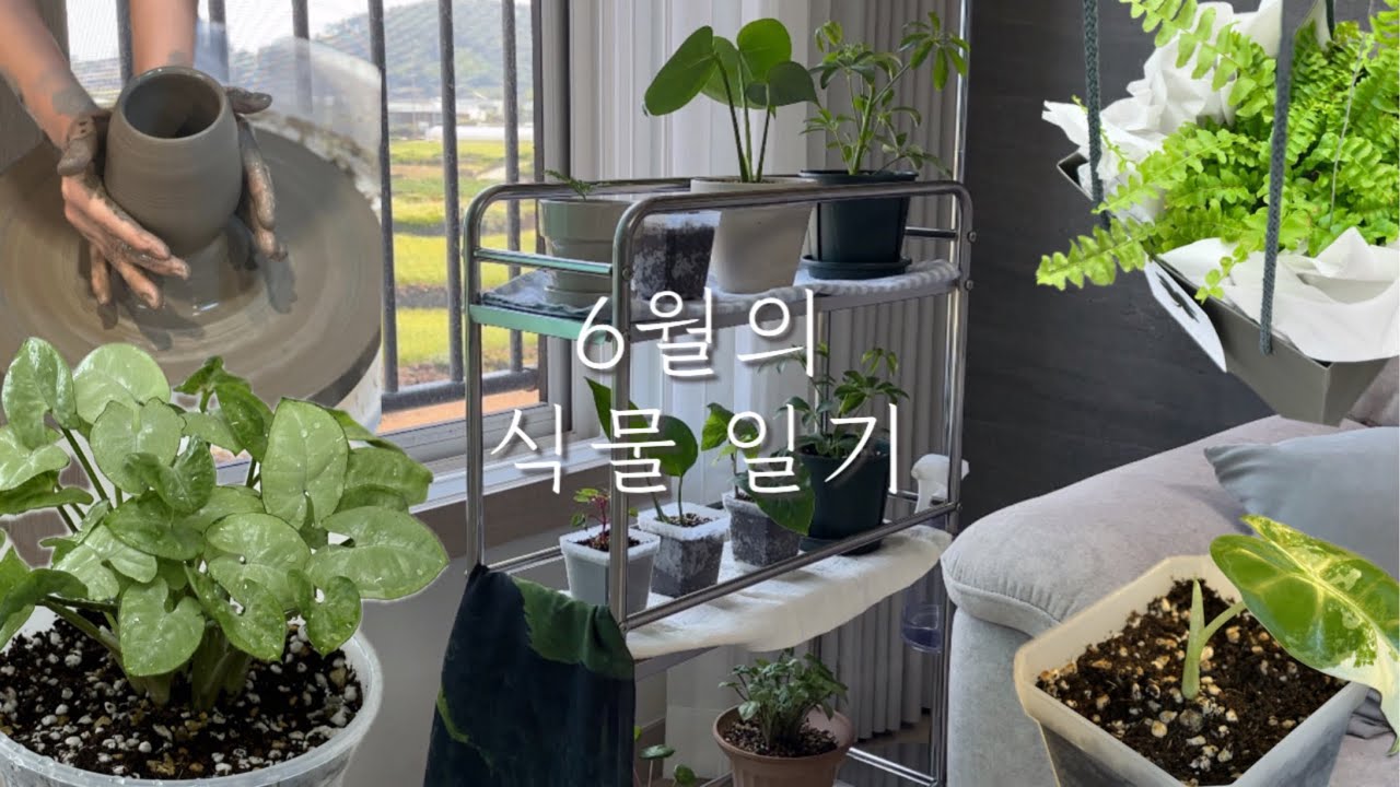 [식물vlog] 당근마켓🥕으로 맺어진 인연, 그리고 장마기간을 틈타 폭풍 성장중인 식물들🪴 + 제주식물가게