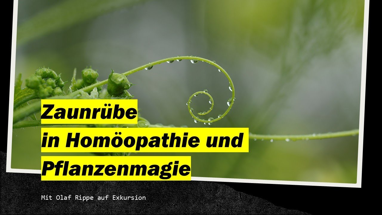 Die Zaunr&uuml;be (Bryonia) in Volksmedizin und Hom&ouml;opathie - mit Olaf Rippe auf Exkursion in S&uuml;dtirol