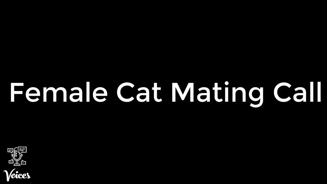 Female Cat Mating Call
