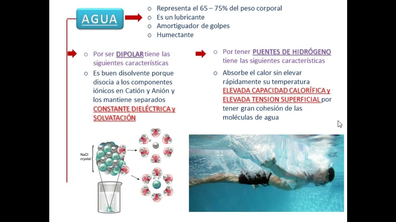 BIOMOLÉCULAS INORGÁNICAS - Cotamania