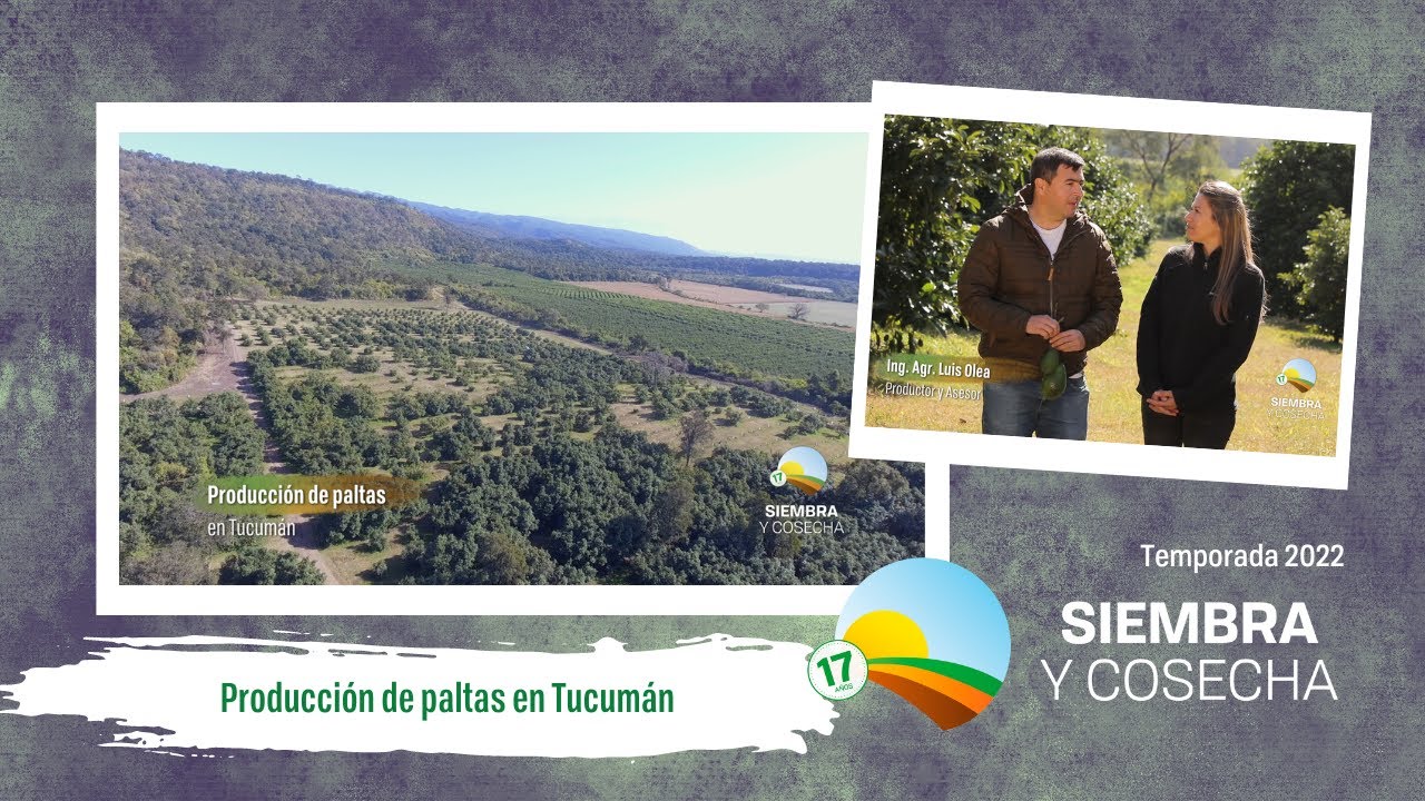SIEMBRA Y COSECHA TV: Producción de paltas en Tucumán