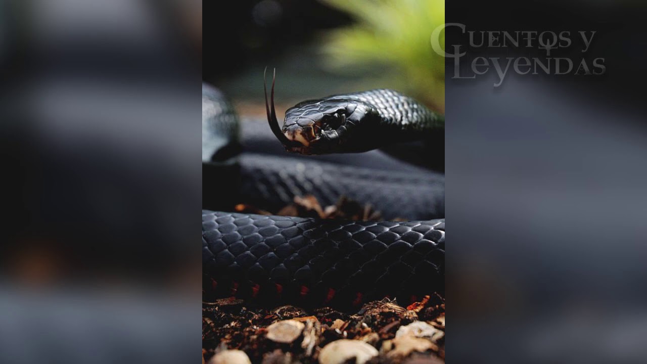 Cuentos y Leyendas presenta: Los suegros malvados