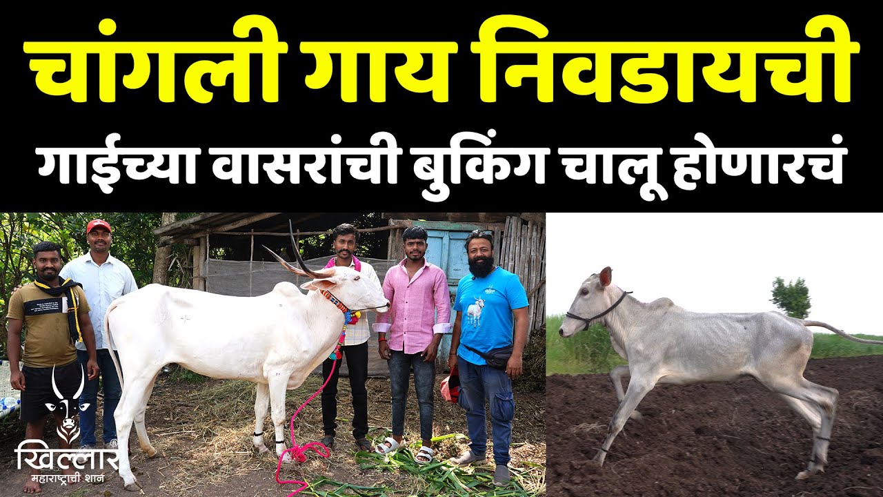 चांगली गाय निवडुन आणायाची व टॅापची पैदास करायची कशी? | Khillar Maharashtrachi Shaan 2024