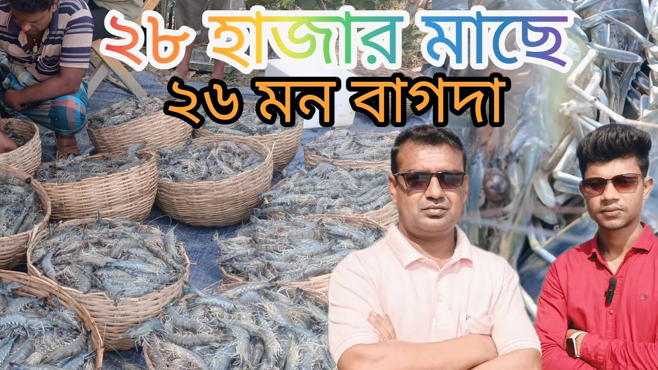 ডুমুরিয়া বান্দা গ্রামে বাগদা চিংড়ি চাষ করে লাভবান।@allkrishilive8572  #viral #trending #video