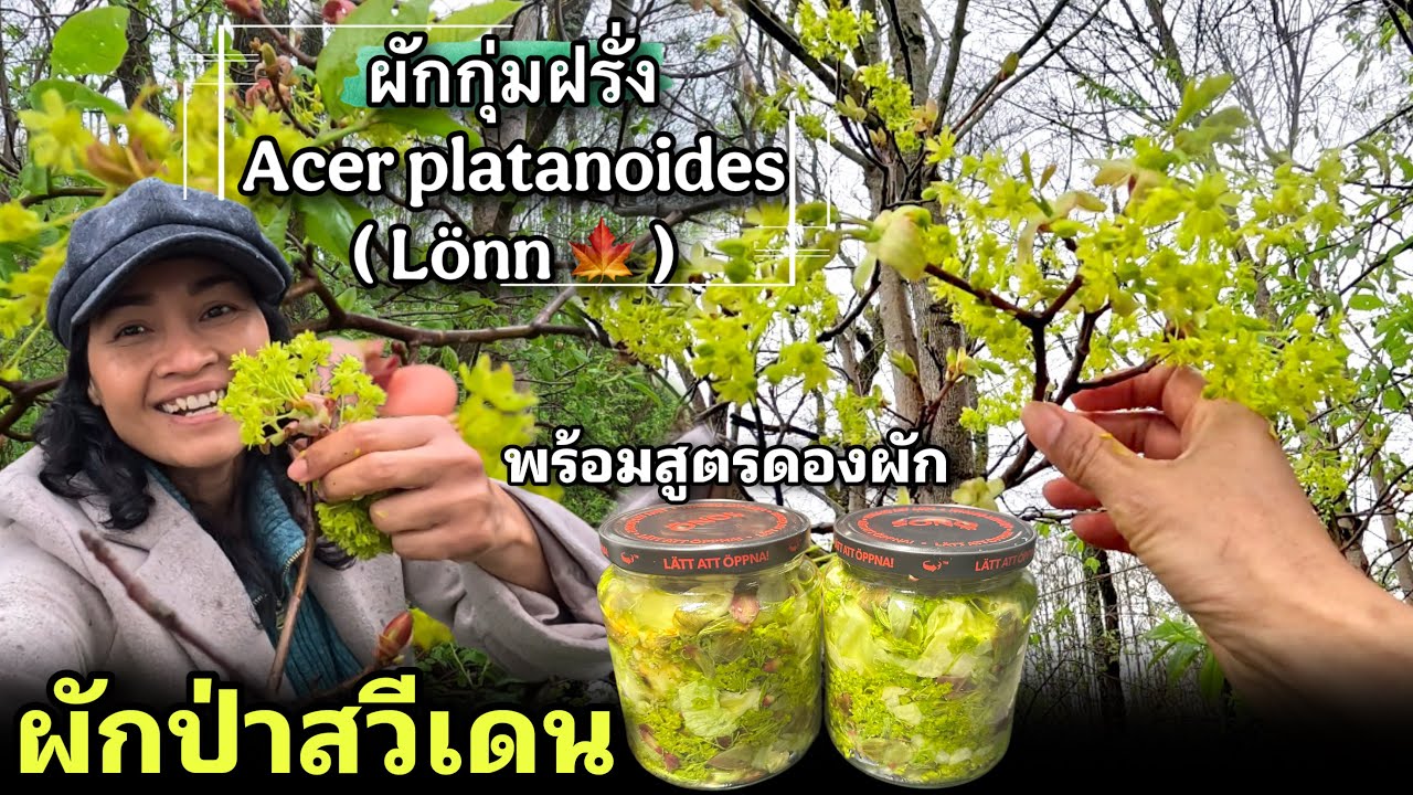 ผักป่าสวีเดนกินได้ ผักกุ่มฝรั่ง Acer platanoides ( Lönn 🍁 ) คือต้นเมเปิล กินสด หรือดองได้อร่อยด้วย