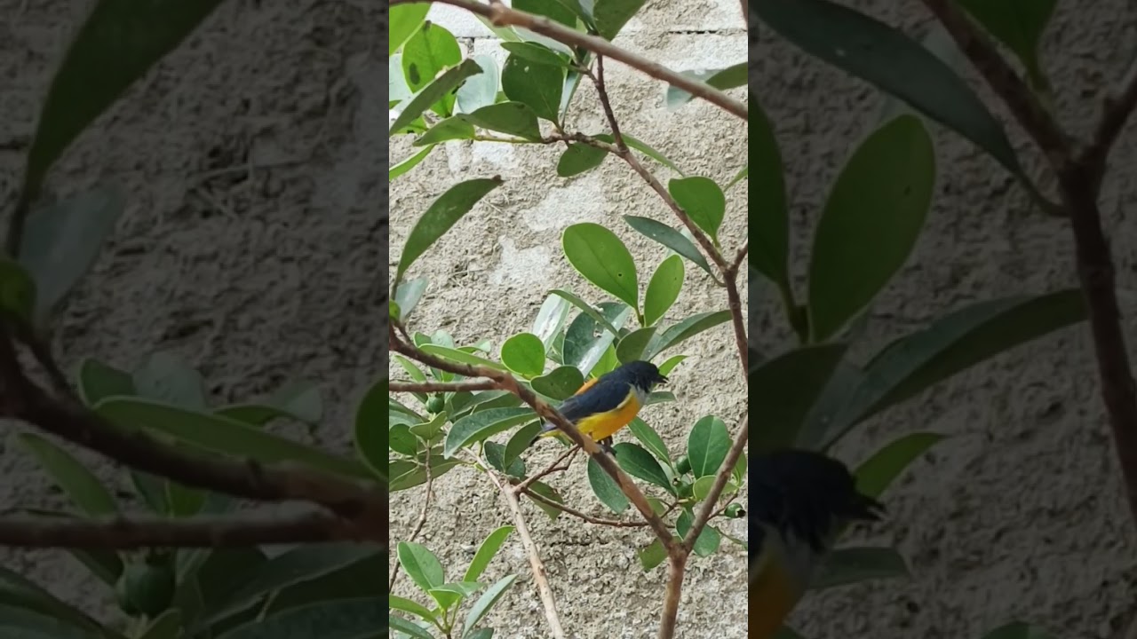 Burung kemade sudah rajin bunyi #kemadegacor #burungkicau