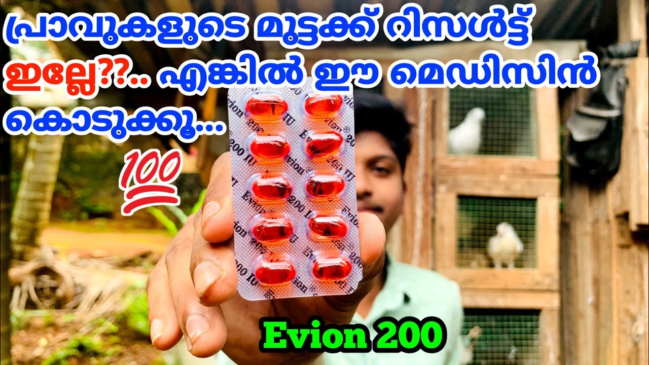 Evion 200|പ്രാവുകളുടെ മുട്ടക്ക് റിസൾട്ട് ഇല്ലേ? എങ്കിൽ ഈ മരുന്ന് കൊടുക്കൂ💯|PigeonMedicine|HishamTube