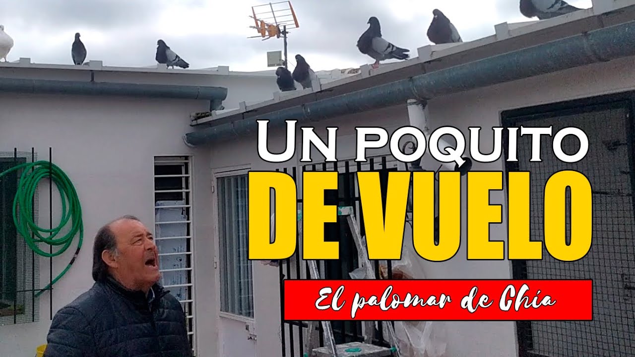 Los palomos se elevan al cielo en un vuelo INCREÍBLE