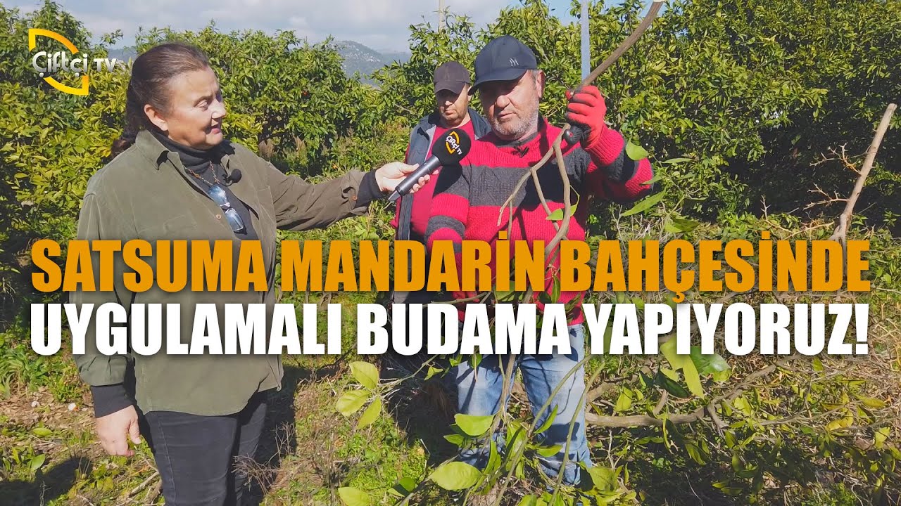 Uygulamalı Mandarin Ağacı Budaması - Tarladan Bahçeye