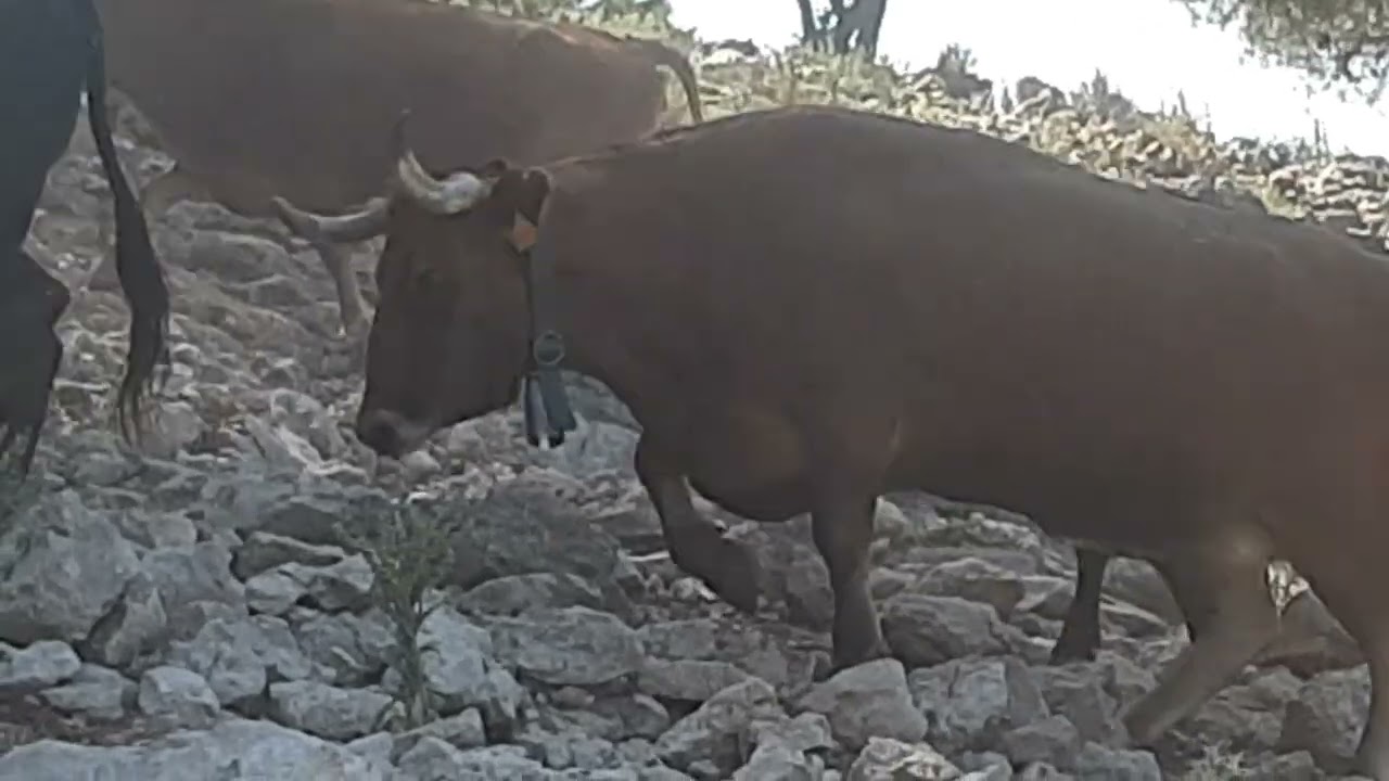 ganaderia brava la paloma vacas suben al monte