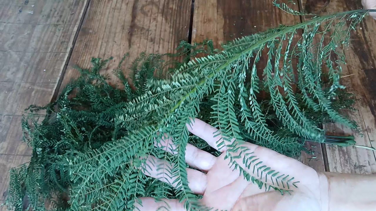 ANGICO BRANCO Folhagem #plantas DIY