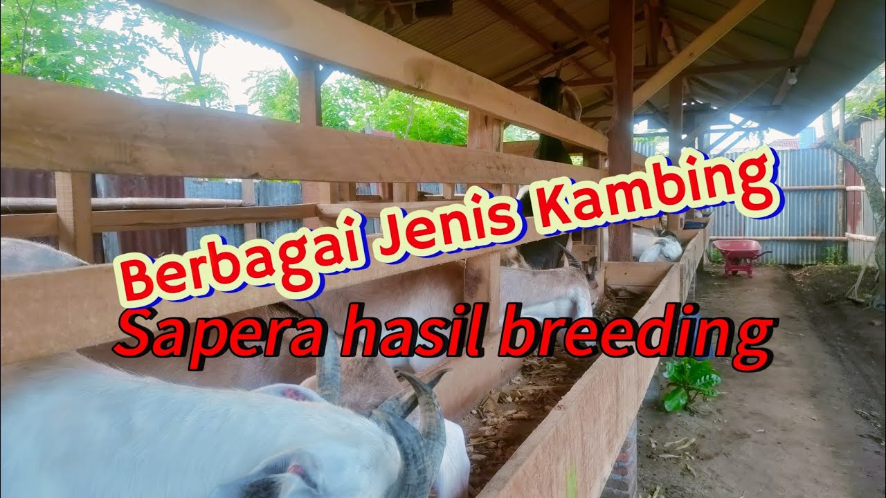 Macam macam jenis kambing sapera