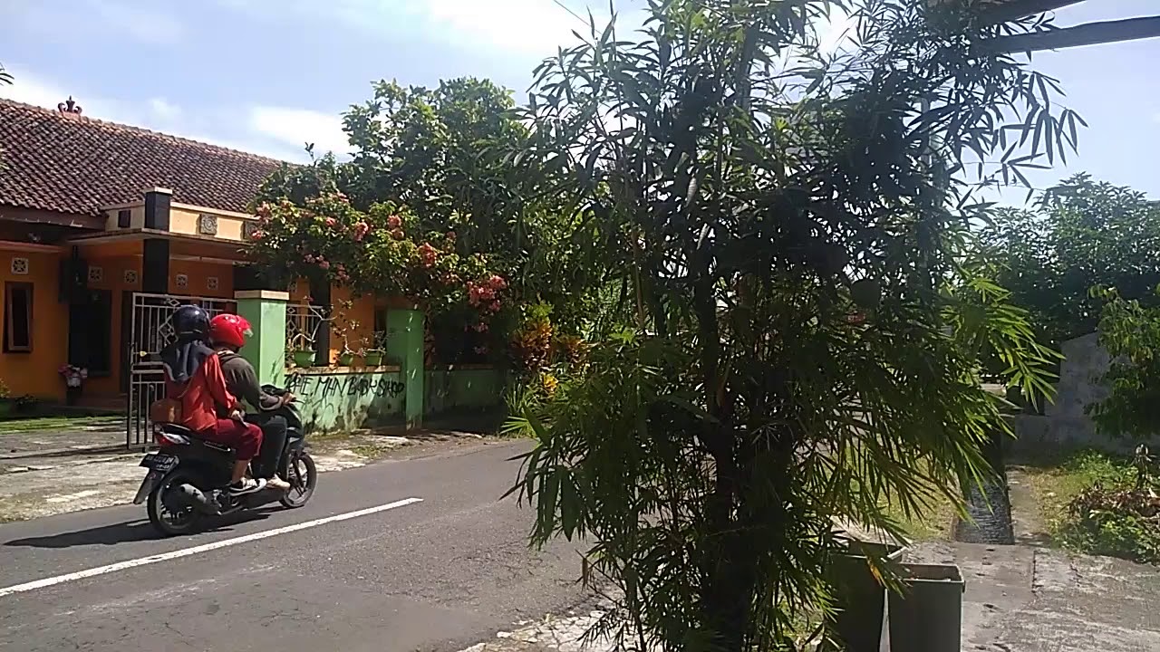 Luar Biasa- Panen Mangga - Pohon Bambu Berbuah 