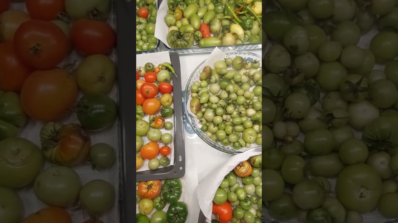 #tomate #tomates #tomato #garden #garten #hobbygarten #viral #shorts