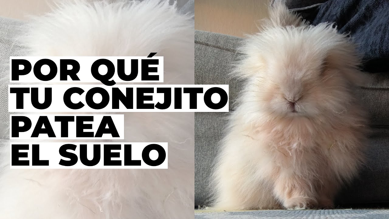 &iquest;Por qu&eacute; mi conejo da patadas en el suelo? Lenguaje de los conejos