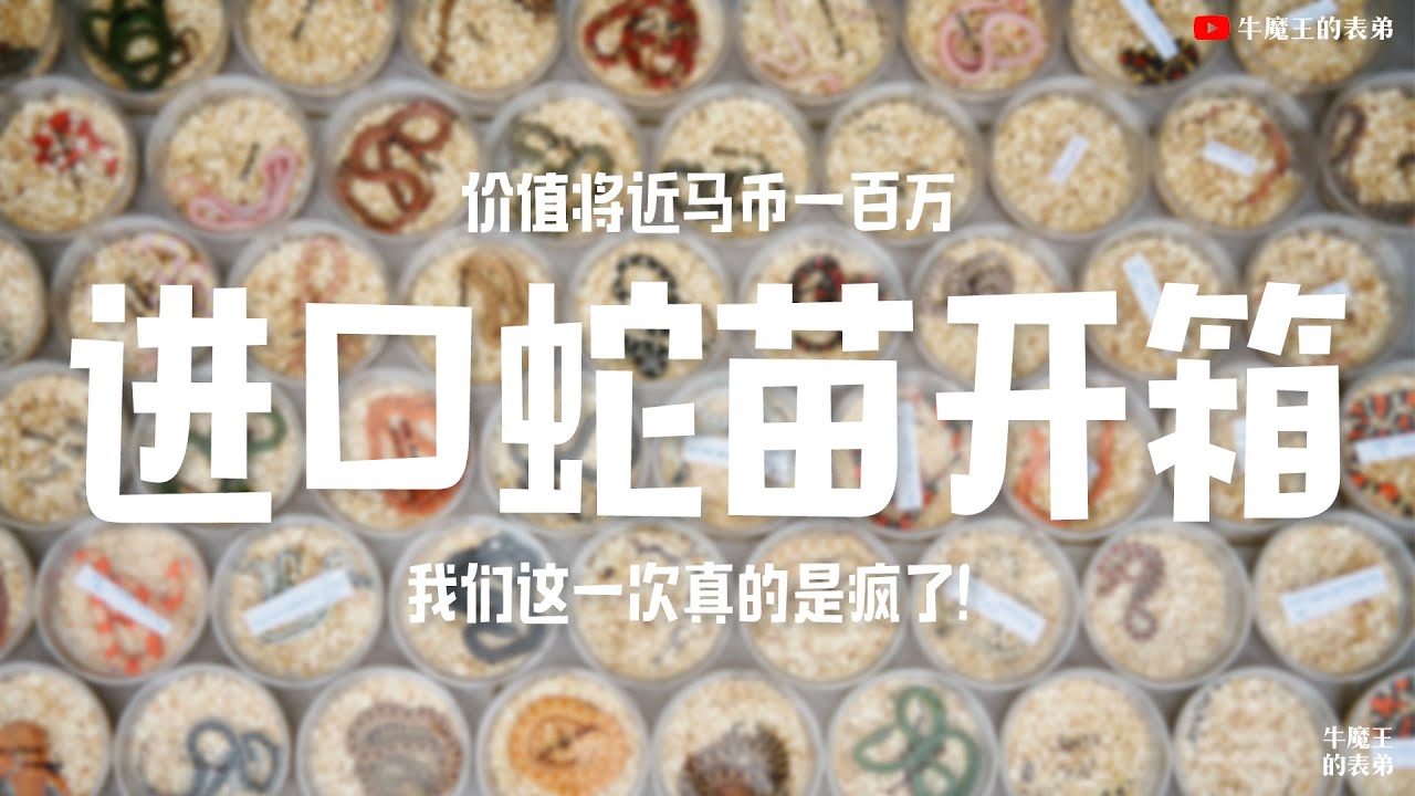 【#VLOG.016】欧洲进口终于到了！价值接近百万马币的蛇苗开箱！#牛魔王的表弟 #爬宠 #爬虫 #宠物蛇 #玉米蛇 #球蟒 #epsmy