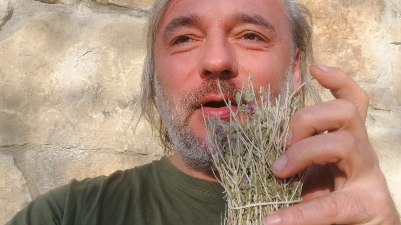 Prawie umarłem jedząc grecki tymianek (Corydothymus). Ostrzeżenie!