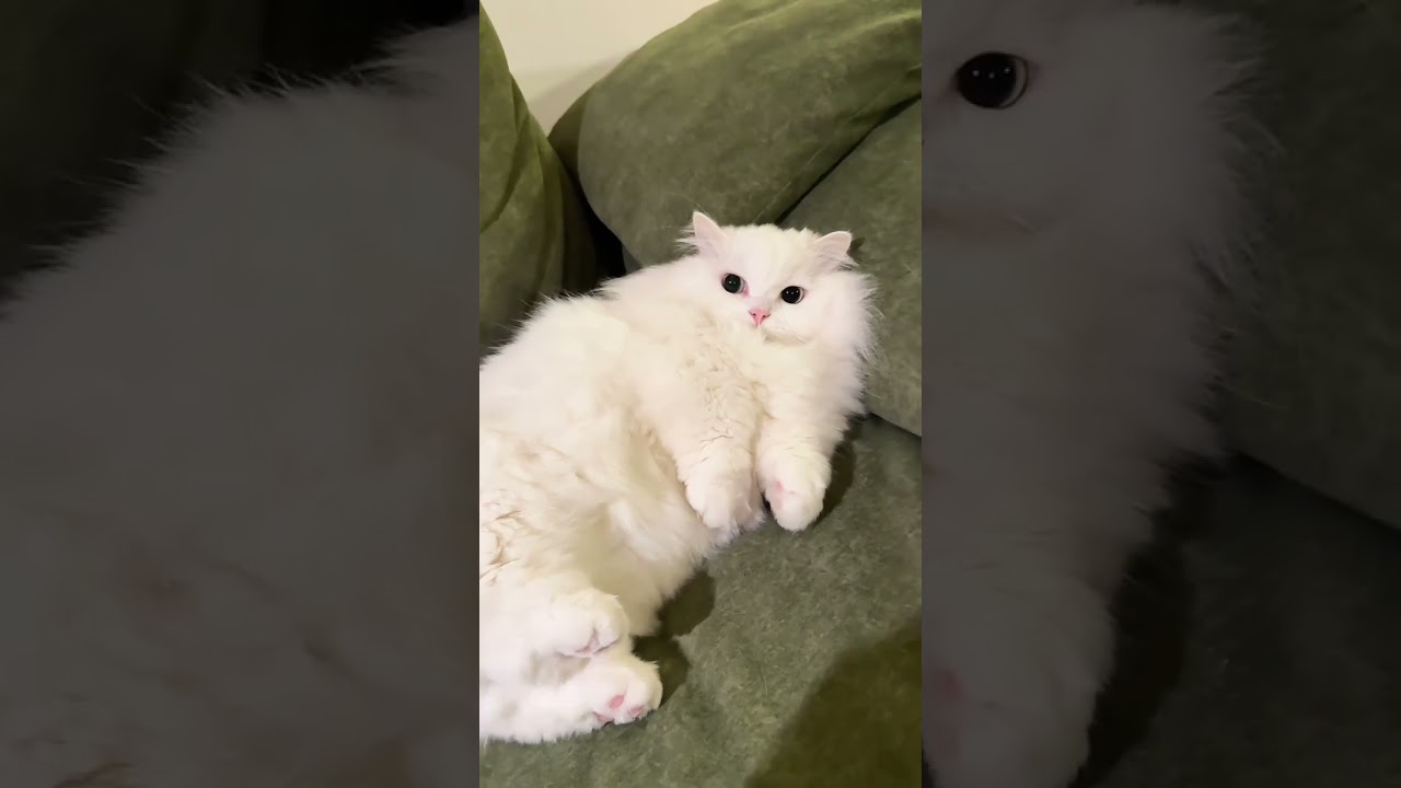 This Cat Is Too Cute to Be Real 😭🤍