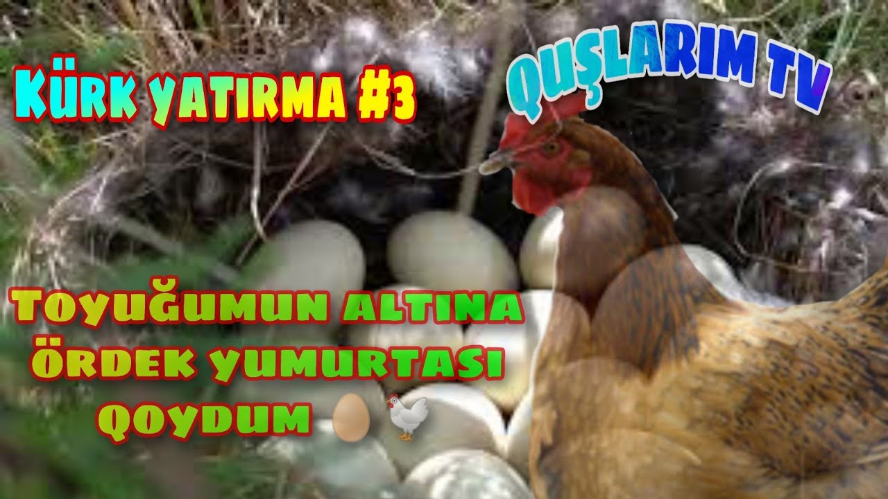 Kürk Yatırma #3// Toyuğumun Altına ördək yumurtası qoydum🥚🐔// QUŞLARIM TV//