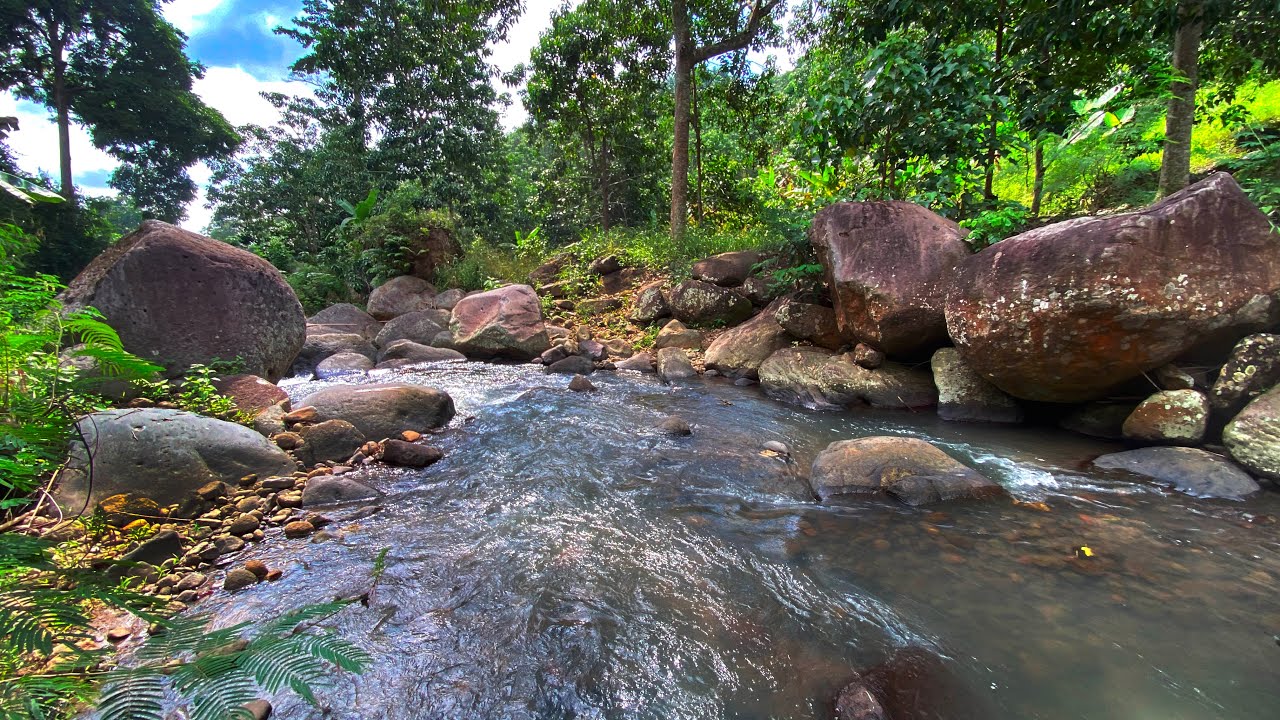 Overcome Insomnia with Relaxing Stream Sounds from Wide River Surrounded by Forest & Rocks