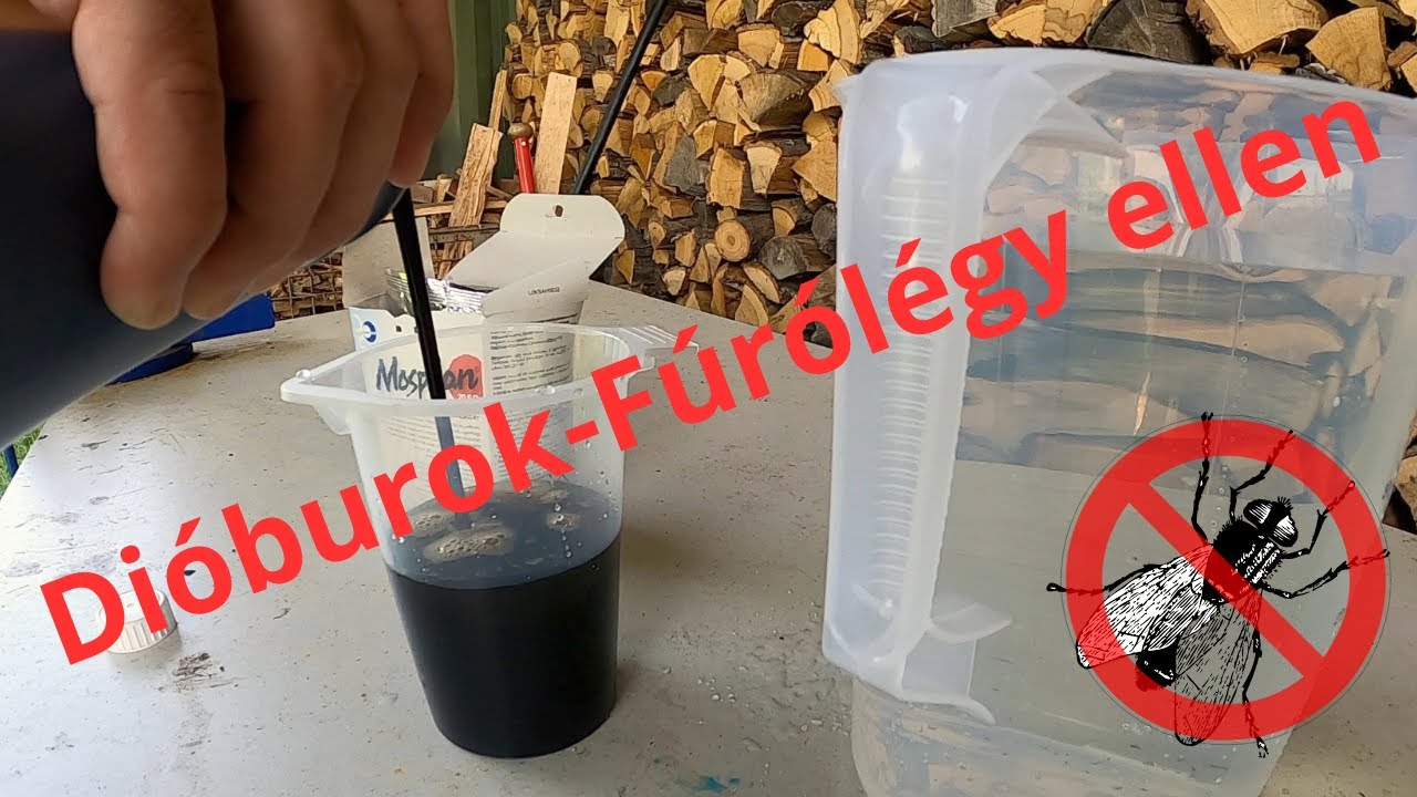 ⚠️🐛 🪰 Védekezés a Nyugati dióburok-fúrólégy ellen - Rhagoletis completa Június 30.