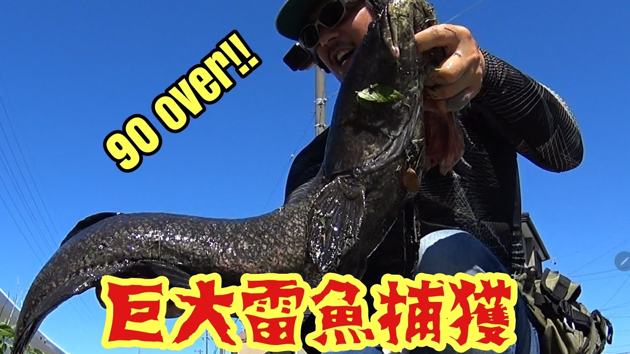 【雷魚釣り】90overぶっこ抜き!!住宅街脇の用水路で規格外の巨大雷魚を釣り上げた!!BIG GAME snake head fishing in Japan