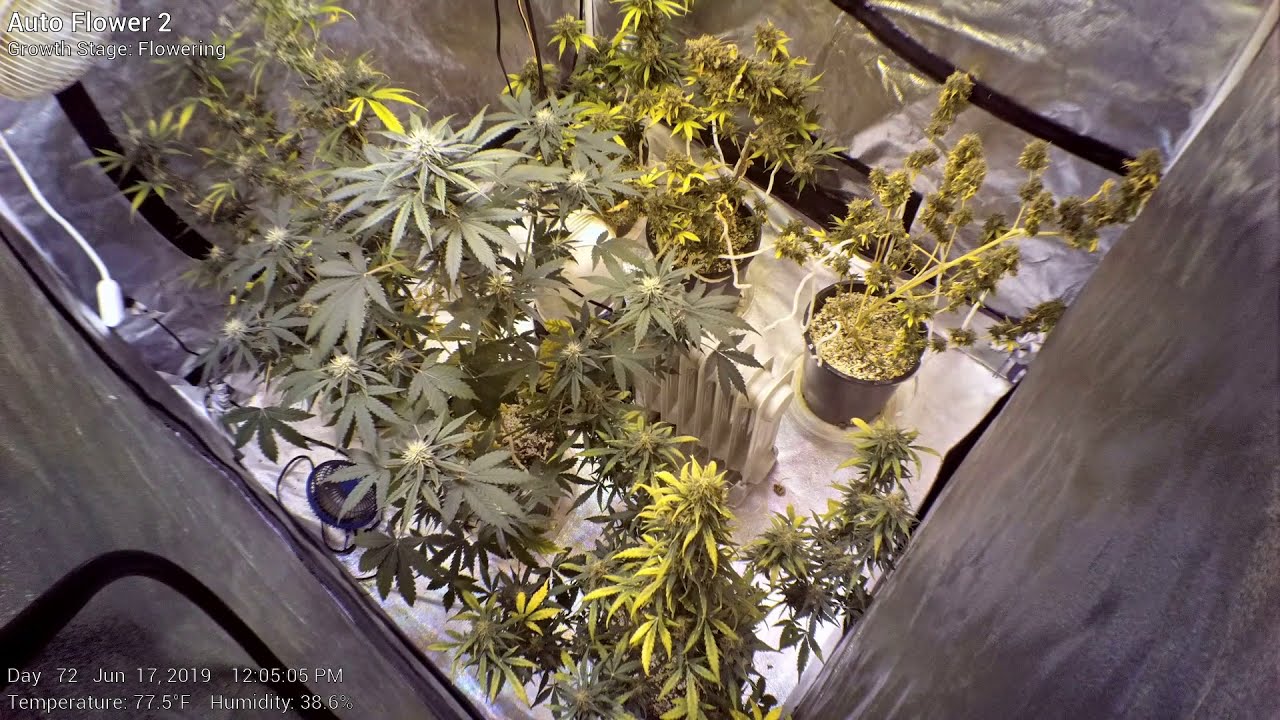 Auto Flower 2 - Week 11 - Cannabis Time Lapse