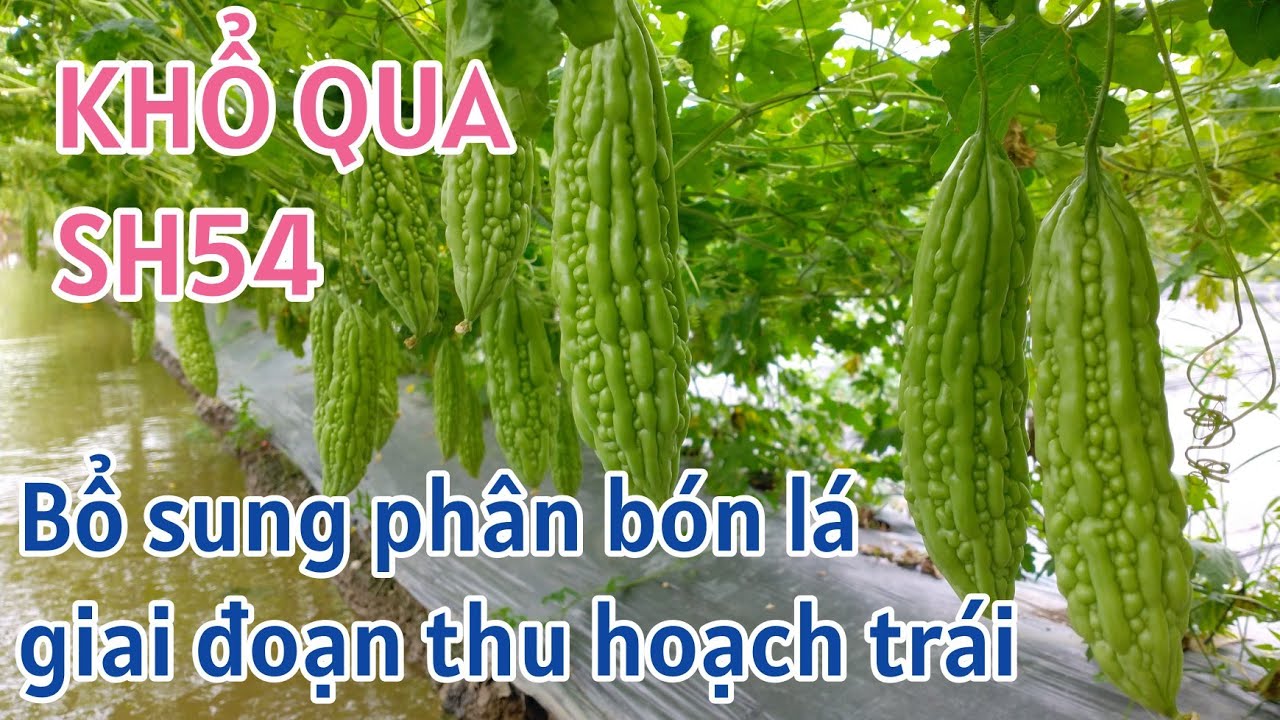 Kỹ thuật trồng khổ qua SH54: P18-Bổ sung phân bón lá giai đoạn thu hoạch trái