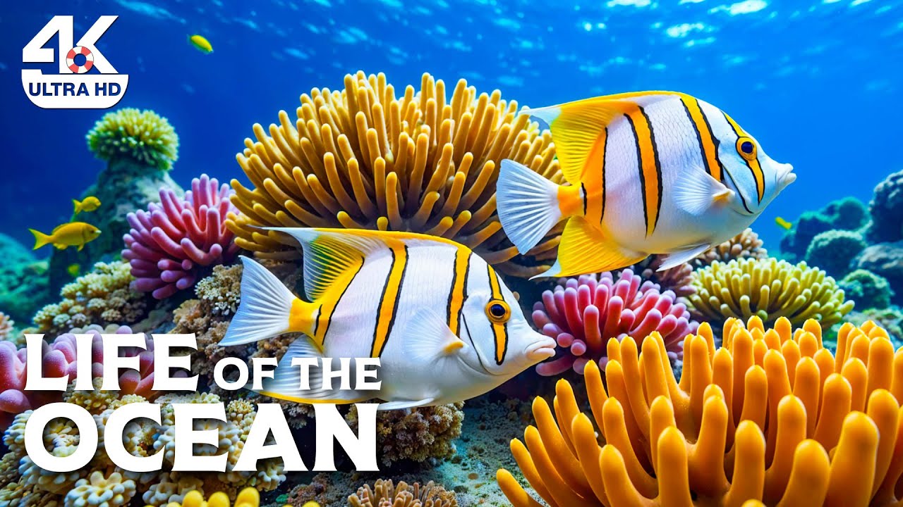 Amazing 4K Aquarium Adventure | Vibrant Coral Reef & Tropical Fish with Soothing Music