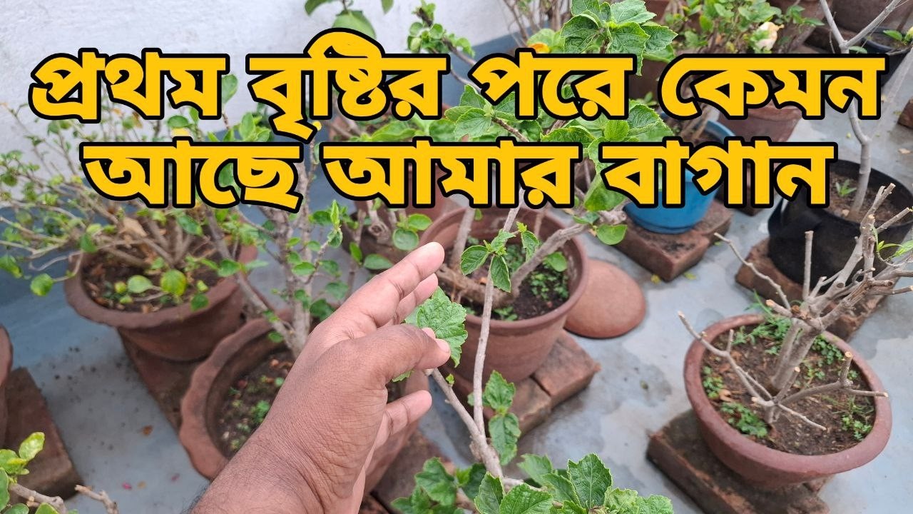 বছরের প্রথম বৃষ্টির পরে কেমন আছে আমার বাগান দেখে নিন আপডেট | My garden update |