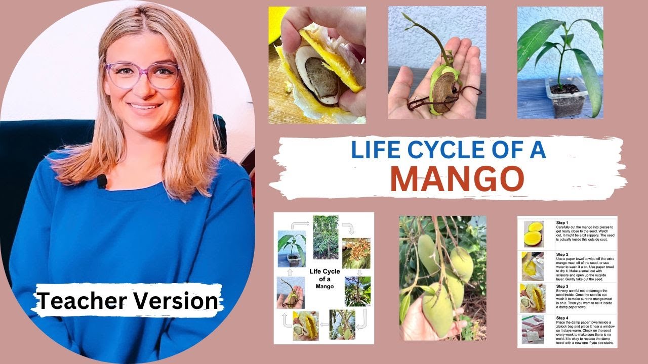 Life Cycle of a Mango | Teacher Version | Growing mango trees from seed #mango #mangoseed
