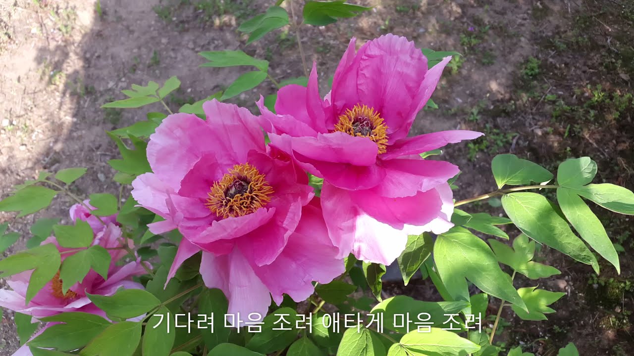 또 한송이의 나의모란 - 임정근 테너 (김진균 곡,김용호 시)