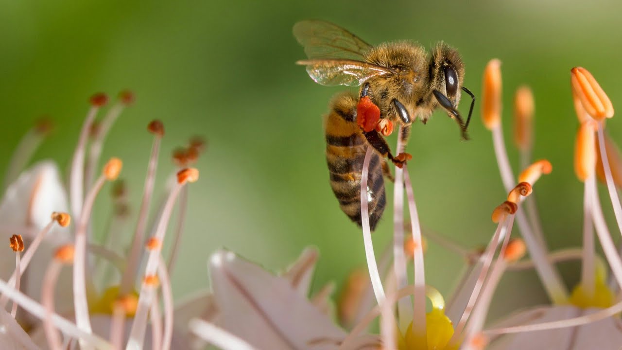 Bees and butterflies pollinating flowers video
