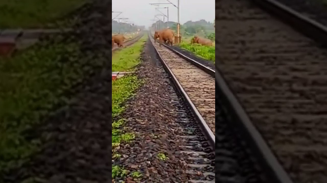 Elephant train accident 🤕😭