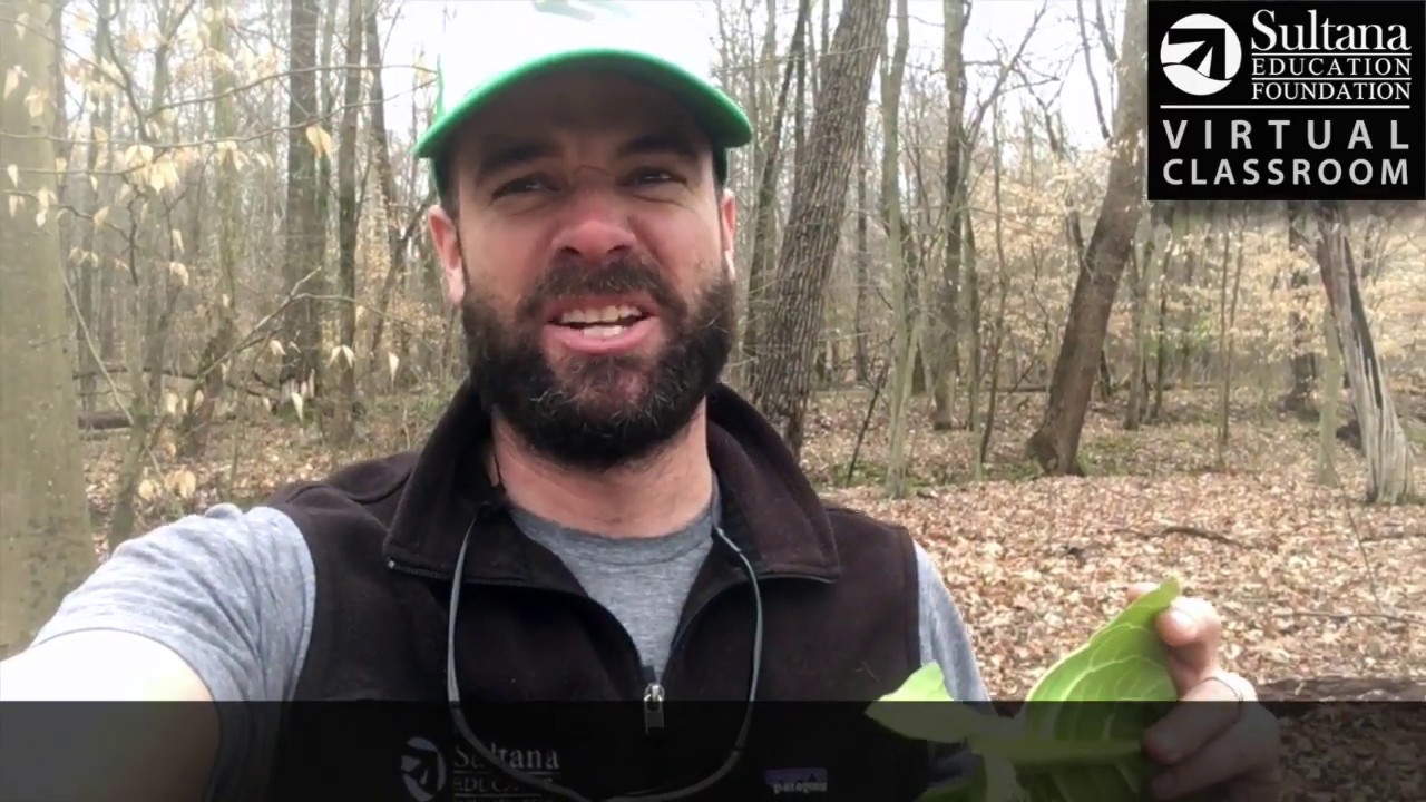 What Is Skunk Cabbage?