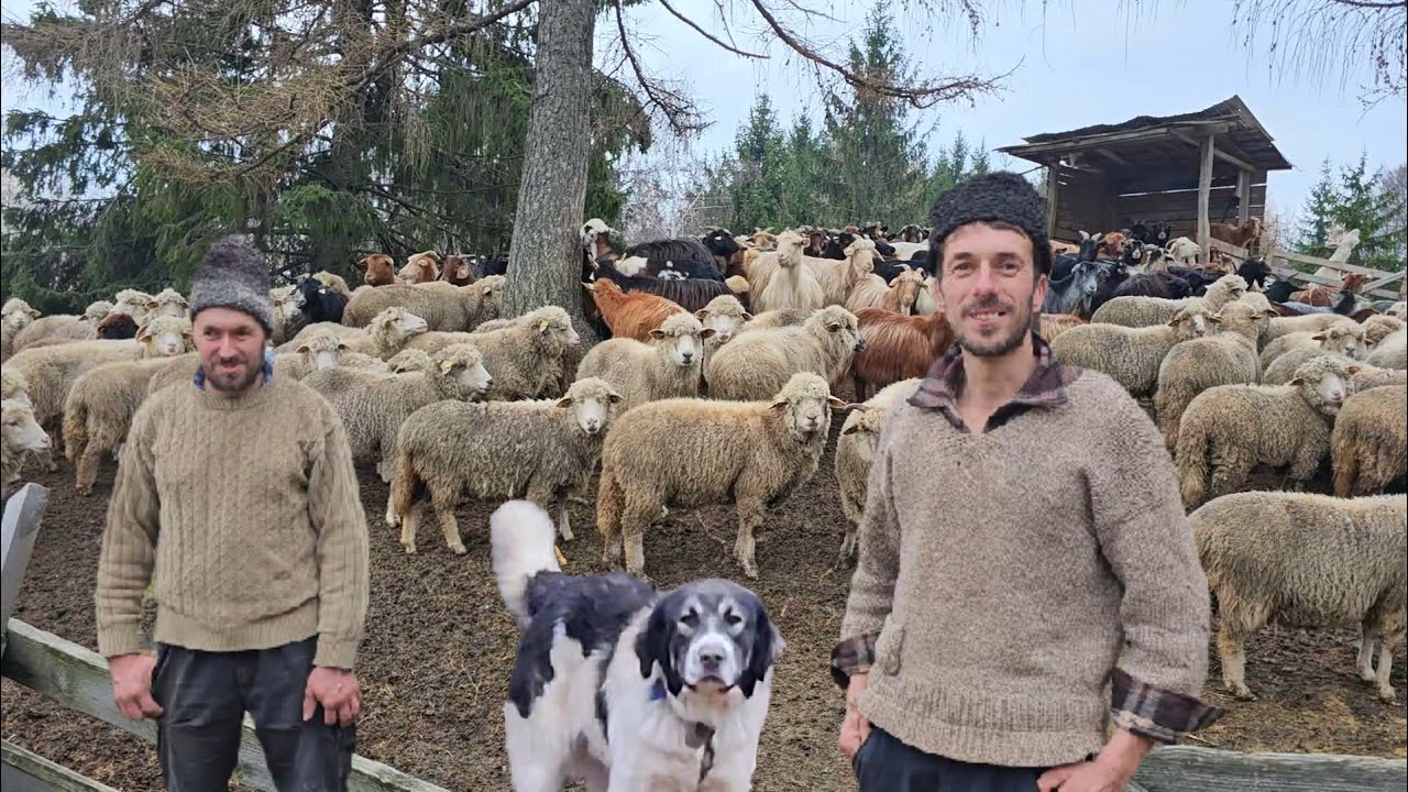 DOI FRATI PASTORI TINERI DE LA PIETRICEAUA,AU MEREU CAINII PREGATITI SA APERE OILE DE URSI.