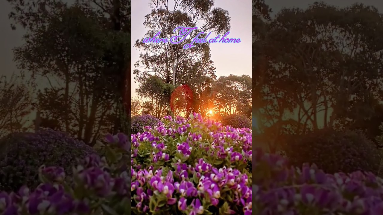 🌺☀️ Peace and beauty 🌼🌺#enchantedgarden #ambientmusic #tranquilnature