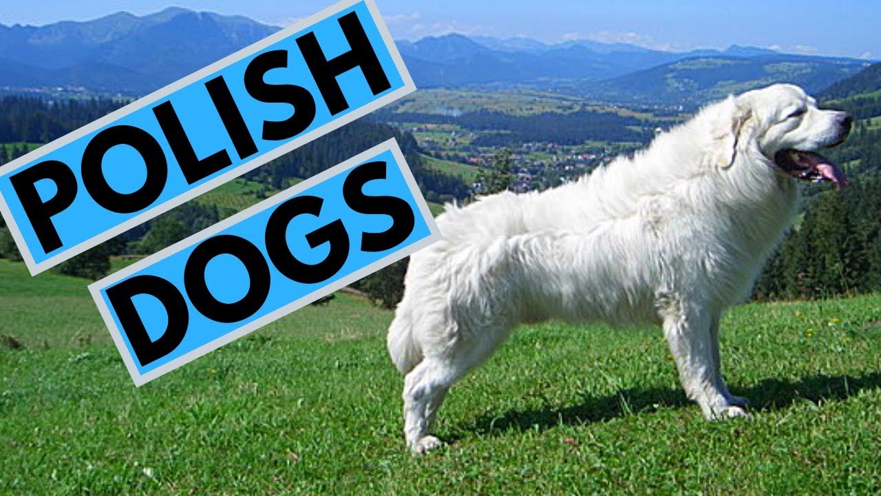 TOP 5 Polish Dog Breeds