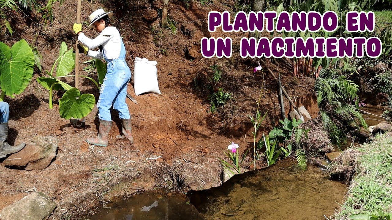 Haciendo un jardín al lado de un nacimiento de agua │ Candy Bu
