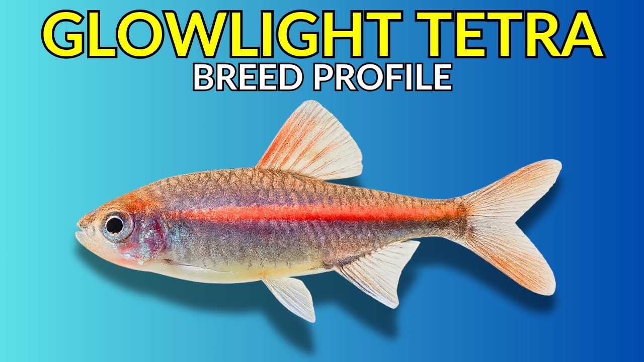 Glowlight Tetra Care Guide | Tank Setup  Feeding  Breeding & Lifespan