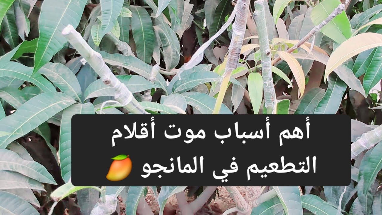 أسباب موت أقلام التطعيم في المانجو