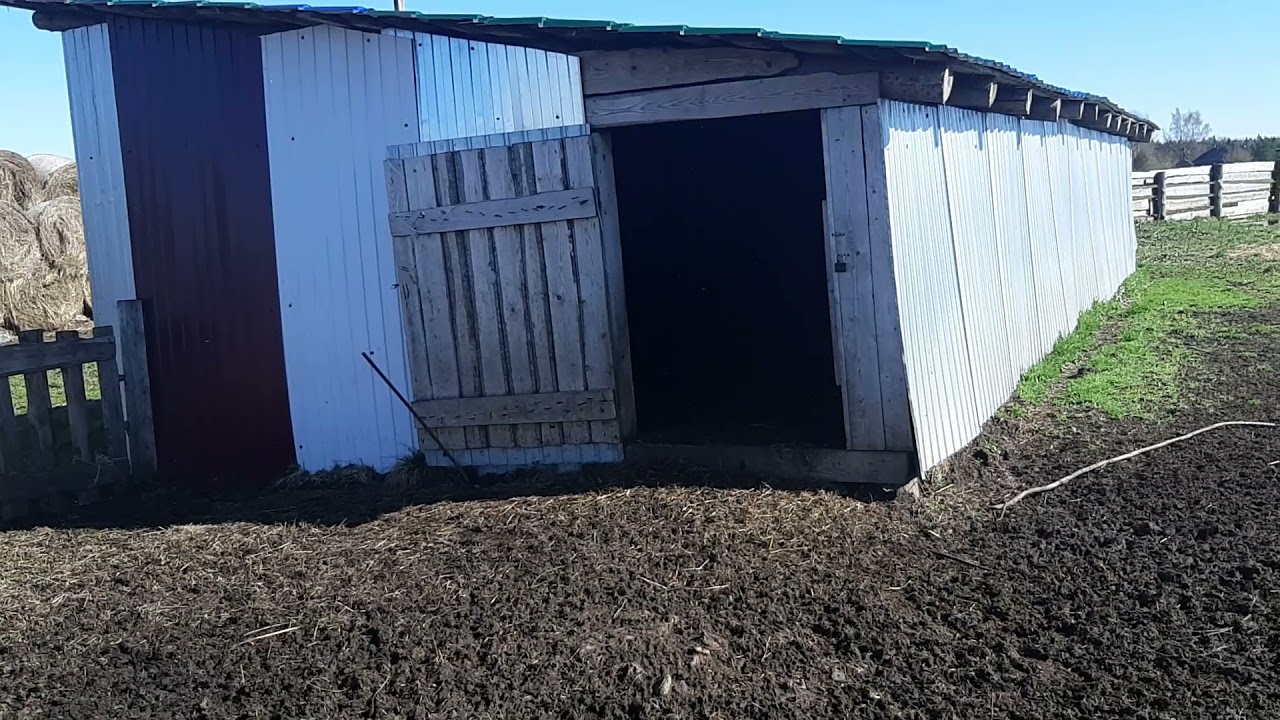 Часть 27 Овцы на пастбище.